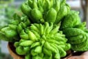 5 loại cây phong thủy giới nhà giàu yêu thích: Vừa làm đẹp không gian, vừa hút tài lộc dồi dào
