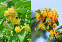 Cây mộc hương là ‘báu vật của Thần Tài’, người mệnh này trồng một cây trước nhà để Đắc Tài Đắc Lộc