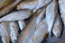 3 loại cá rẻ tiền ở Việt Nam được giáo sư Mỹ khen ngợi: Giàu dinh dưỡng, ít thủy ngân, tốt cho sức khỏe