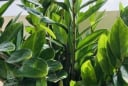 9 cây phong thủy cha ông truyền lại: Trồng một lần, hút lộc như vòi rồng, tiền bạc ào ạt vào nhà