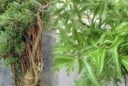 Cây đinh lăng phong thủy: Bí quyết trồng đúng vị trí để hút tài lộc, giữ của trong nhà