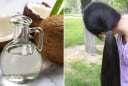 Mẹo ủ tóc bằng dầu dừa giúp giảm rụng, không bết dính