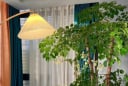 Người già dặn dò: Trồng 3 cây cảnh này, nhà cửa hưng vượng, con cháu sung túc