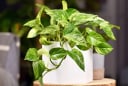 Người thuộc 3 mệnh này trồng cây trầu bà là ‘gánh lộc’ về nhà