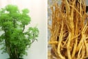 Trồng cây đinh lăng bao nhiêu tuổi là tốt nhất? Mẹo chọn đinh lăng đảm bảo dược tính