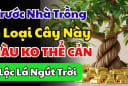 4 loại cây chiêu tài đón lộ: Trồng trước cửa nhà nào nhà đó giàu có, 10 nhà giàu thì 9 nhà có