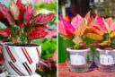 Mệnh Hỏa cứ trồng cây này: Phúc khí dâng cao - Tiền Tài không thiếu, lợi 3 trong 1