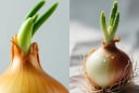 Hành tây mọc mầm xanh, ăn được hay nên bỏ?