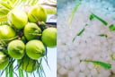 Hướng dẫn cách làm thạch dừa thơm ngon và đơn giản tại nhà