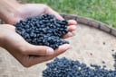 Uống 2 ly trà Đậu đen trước bữa ăn, giúp giảm cân, ít rụng tóc, da đẹp và trẻ lâu