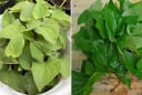 Loại nước lá tốt cho người bị viêm xoang, chợ nào cũng có