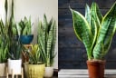 Người thuộc 2 mệnh này trồng Cây Lưỡi Hổ, lộc đến ngập nhà