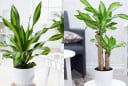 Người thuộc 2 mệnh này trồng cây Thiết Mộc Lan là mang vàng vào nhà, hút lộc cực đỉnh
