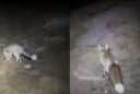 Thanh niên lạc trên núi thiêng, được cáo dẫn đường thoát nạn gây xôn xao mạng xã hội