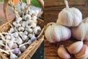 Đầu bếp chỉ mẹo bảo quản tỏi không cần tủ lạnh, để nửa năm vẫn tươi ngon