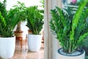 Đặt cây Kim Tiền vào đúng vị trí này, tài lộc mới đến nhà