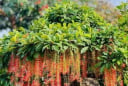 Tổ tiên dặn: “Trồng cây là gieo phúc” - 5 loại cây nên trồng để dòng họ thịnh vượng, con cháu bình an