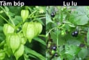 5 loại rau mọc tự nhiên không dùng thuốc trừ sâu: Cực kỳ an toàn cho sức khỏe