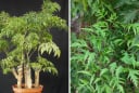 Người thuộc 2 mệnh này trồng Đinh Lăng cực hợp, Trấn Giữ Của Cải, hút tiền vàng cực đỉnh