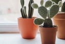 Top cây phong thủy nhà giàu luôn kiêng: Âm thầm hút cạn tài lộc, gây xui rủi cho gia đình