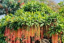 Người đóng BHXH tự nguyện nhất định phải biết: Quyền lợi quan trọng, lơ là dễ mất tiền oan