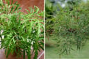 Vị trí tốt nhất trồng cây Đinh Lăng giúp Trấn Giữ Của Cải, thu hút Tiền Tài cực đỉnh