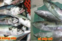 5 dấu hiệu cá ướp ure, cho không cũng đừng đem về