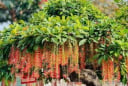 Tổ tiên dạy: “Trồng cây là gieo phúc” - 5 loại cây phong thủy giúp dòng họ hưng thịnh, con cháu an khang