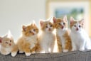 3 con giáp là cha mẹ tốt, dành phúc cho con, hậu vận an vui được con cháu hiếu kính