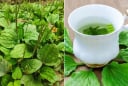 Lấy cây mã đề nấu nước uống, cơ thể nhận được 5 lợi ích tuyệt vời