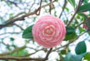 Trồng đúng 1 loài cây này trước cửa, gia đạo nhà bạn vững như núi, đời con cháu thinh vượng