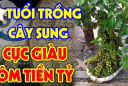 2 mệnh này rất hợp trồng sung, có 1 cây Tiền - Tài thăng tiến