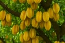 Trồng khế 2 vị trí này: Trấn yểm của cải, 10 nhà làm thì 9 nhà đổi vận thành công, nghèo hóa giàu