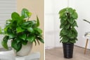 Top 5 loại cây cảnh văn phòng được ưa chuộng hiện nay, tốt cả về phong thủy và sức khỏe