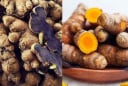 Nghệ đen và nghệ vàng loại nào tốt hơn?