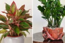 Nhà giàu chuộng 5 loại cây phong thủy này: Hút tài lộc như vòi rồng, phú quý lan sang cả con cháu