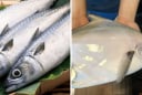 3 loại cá đang vào mùa: Thịt dày, xương ít, dễ tiêu và ngon quên lối về, không ăn quá phí