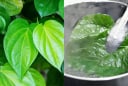 Lá Trầu Không có 5 công dụng chữa bệnh vô cùng hữu ích này