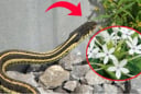 6 dấu hiệu chứng tỏ rắn ở trong vườn nhà bạn, xử lý ngay