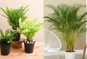 7 loại cây trong nhà giúp thanh lọc không khí, ngăn nấm mốc gây hại sức khỏe