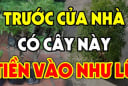 3 loại cây đệ tử Thần Tài: Trồng trước nhà nào nhà đó giàu có, ai không biết quá phí