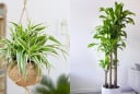 Người giàu mê trồng 4 loại cây này: Chiêu tài nạp phúc, lọc khí độc, tốt cho sức khỏe