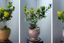 Phật thủ bonsai gây sốt Tết 2026: Cây “Thần Tài” vàng kim được săn lùng vì quá sang, quá hút lộc