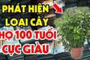 6 cây 'gọi tiền', gia chủ làm đâu thắng đấy