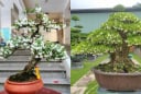 Cây mọc hàng rào “lên chậu” thành bonsai tiền tỷ: Nở hoa quanh năm, mang lộc vào nhà