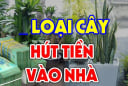 4 loại cây hành Thuỷ tốt đường làm ăn, số 1 nhà giàu chuộng nhất