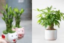 3 loại cây trồng ban công 'rước Thần Tài vào nhà': Gia chủ càng làm càng giàu, tiền tiêu không hết