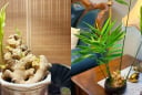 Đặt chậu gừng phong thủy ở 2 vị trí này, công việc hanh thông, lộc đến ào ào
