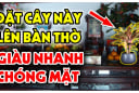 Mùng 1 đặt 4 loại cây này lên bàn thờ hút tiền tài vào nhà: Càng ngày càng giàu