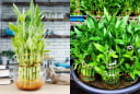 Người thuộc 2 mệnh này đặt cây Trúc Phát Tài lên bàn thờ, cuối năm cải vận, sang năm làm ăn thuận lợi